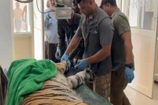 Ramnagar treatment of injured tiger