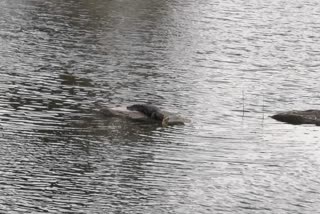 khajuraho Crocodile found