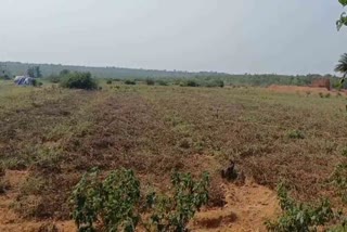 Farmers of Sarawan block of Deoghar are worried due to lack of water in their fields