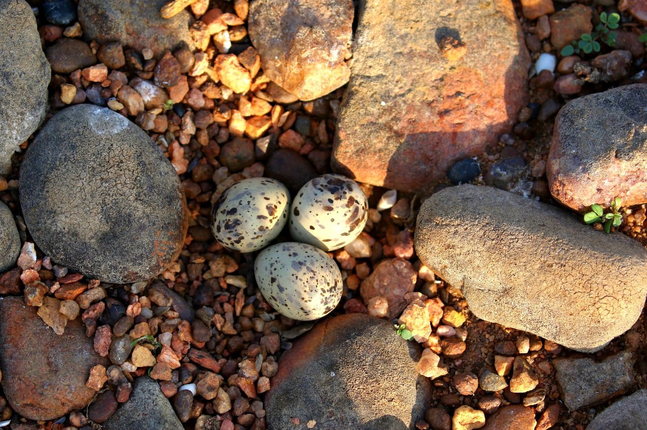 Hirakud’s Hidden Blessing: Odisha Islands Turn A Safe Haven For Nesting Migratory Birds