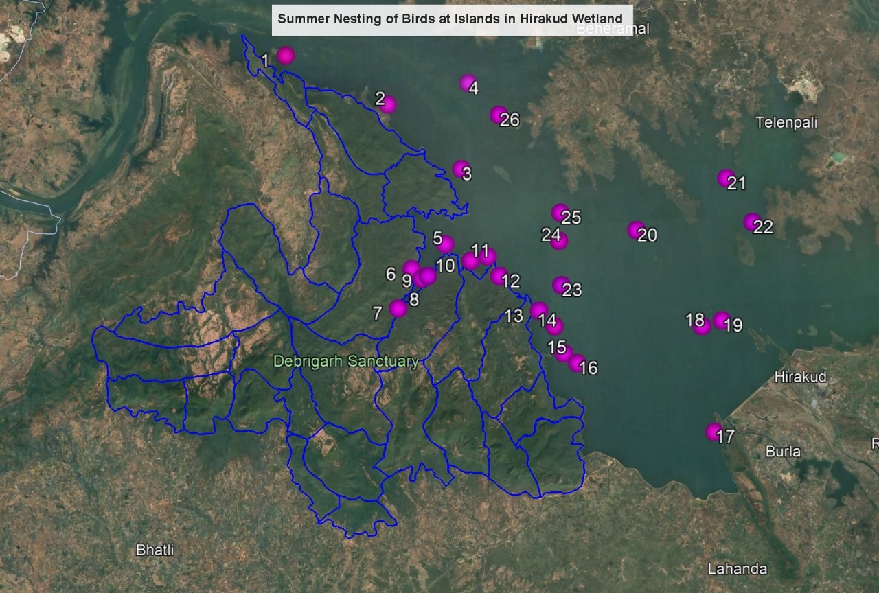 Hirakud’s Hidden Blessing: Odisha Islands Turn A Safe Haven For Nesting Migratory Birds