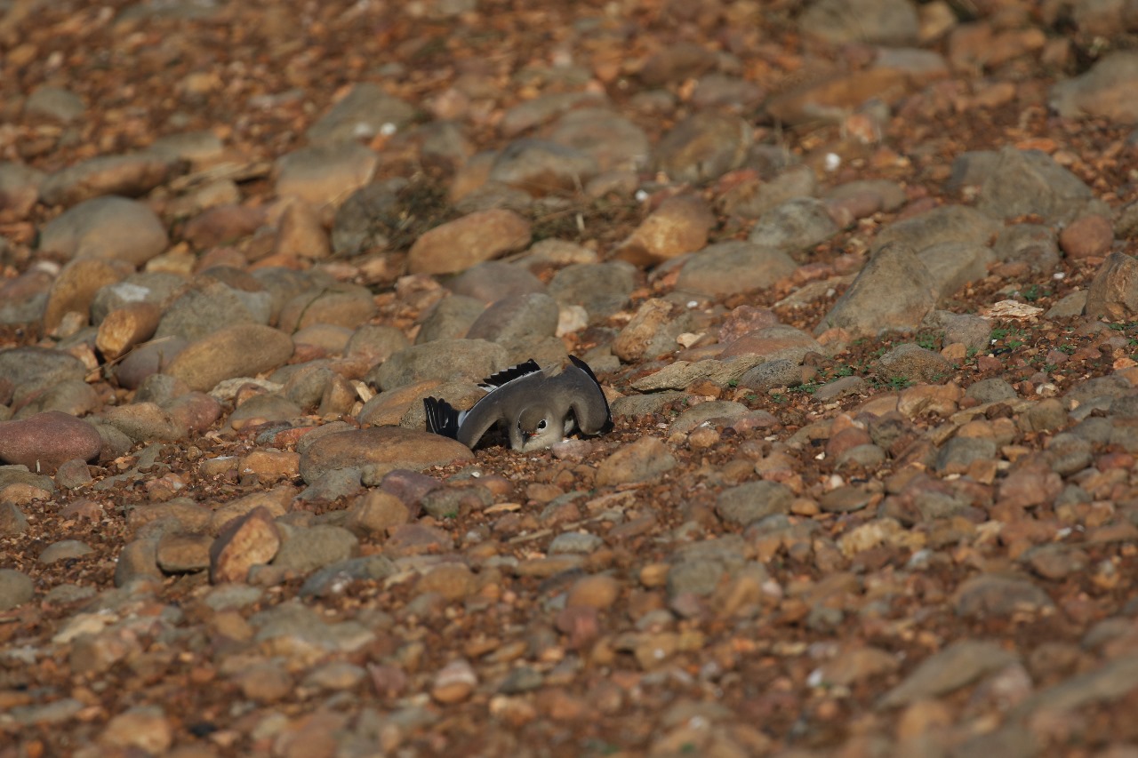 Hirakud’s Hidden Blessing: Odisha Islands Turn A Safe Haven For Nesting Migratory Birds