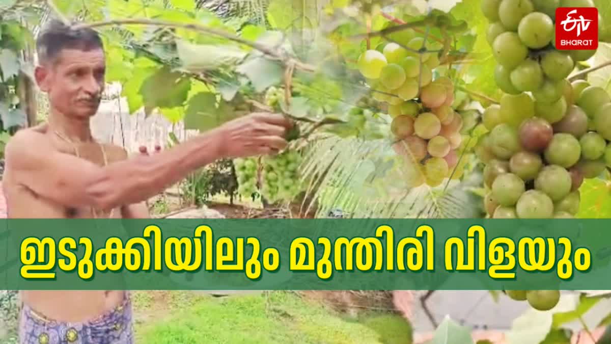 KUNJUMON CULTIVATED GRAPE IN IDUKKI  GRAPE CULTIVATION  CULTIVATION OF GRAPES  മുന്തിരി കൃഷി കുഞ്ഞുമോൻ ഇടുക്കി