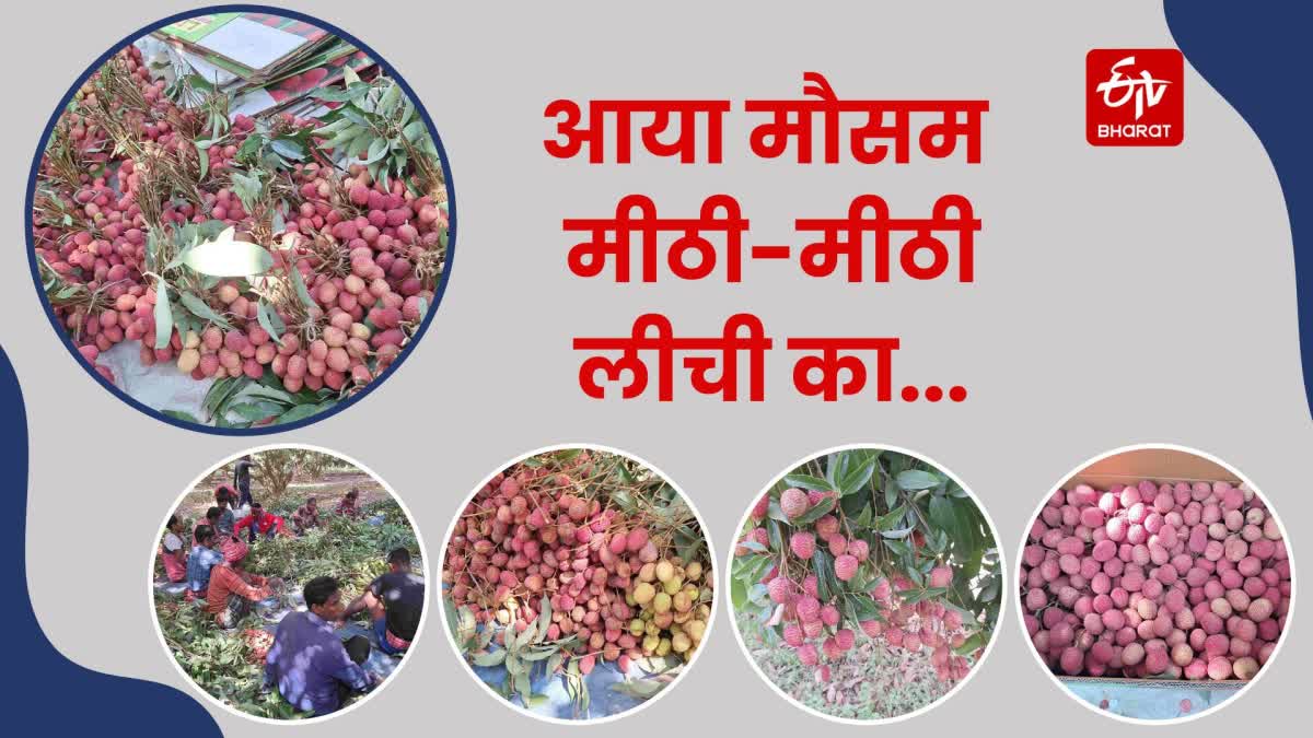 Litchi of Ramnagar