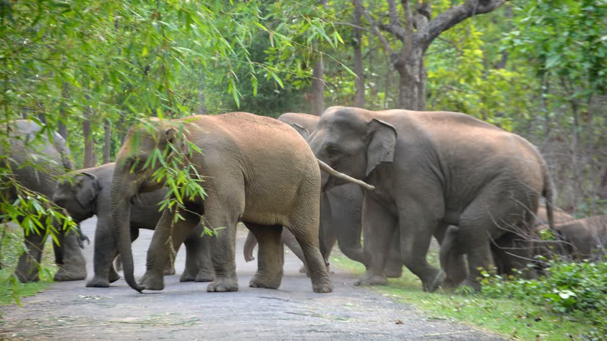 Elephant Attack in Jhargram