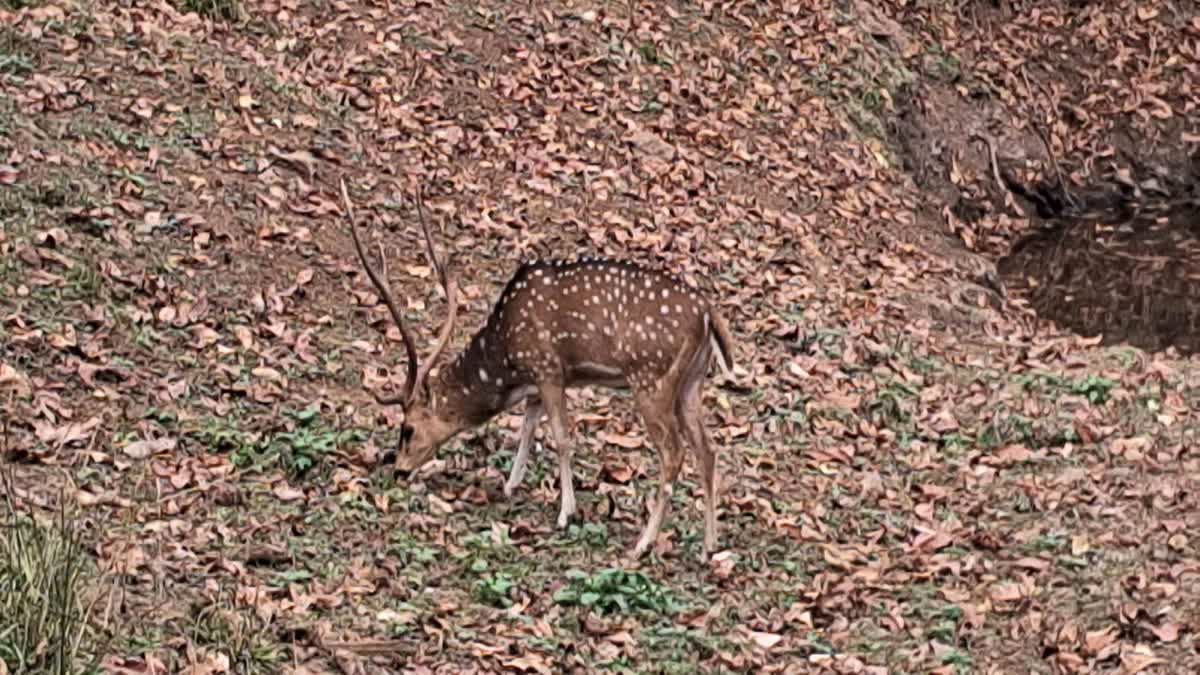 Initiative To Save Wildlife In Palamu