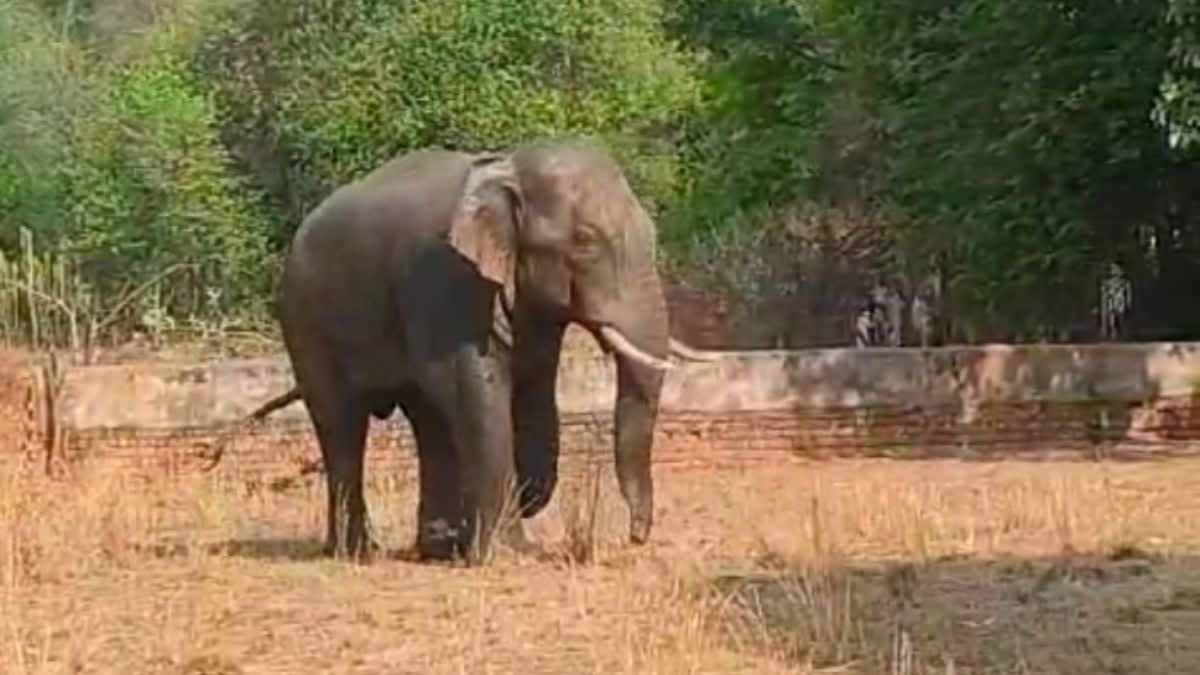Terror of elephants in chhattisgarh