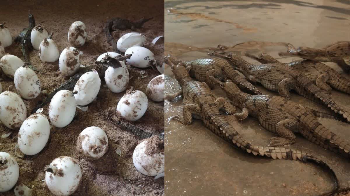 MORENA CROCODILE HATCHING