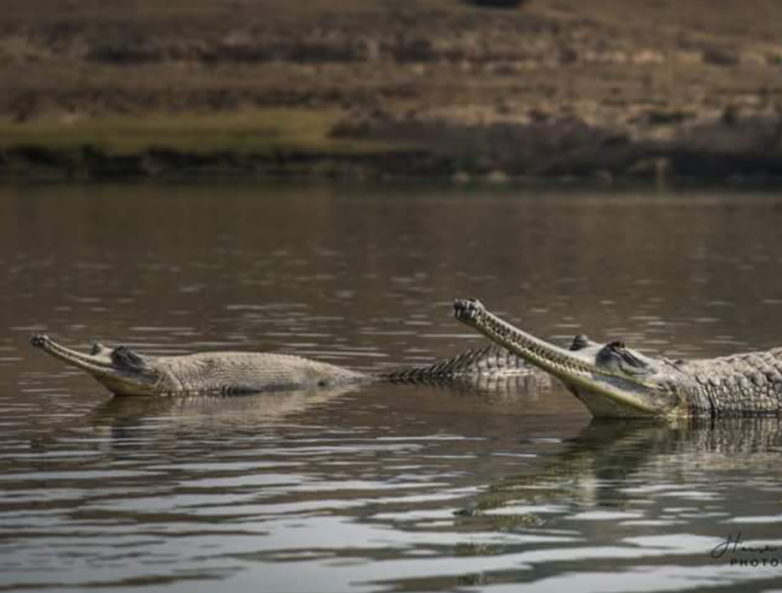 chambal river crocodile sanctuary agra voice of 900 little guests echoed viral photos video