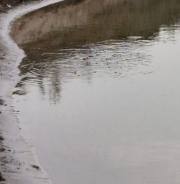 chambal river crocodile sanctuary agra voice of 900 little guests echoed viral photos video