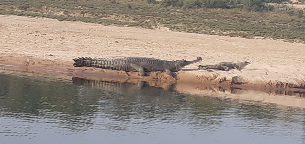 chambal river crocodile sanctuary agra voice of 900 little guests echoed viral photos video