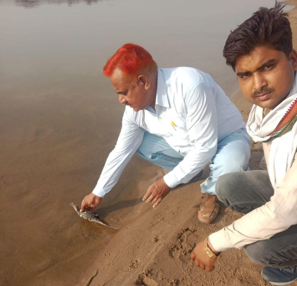 chambal river crocodile sanctuary agra voice of 900 little guests echoed viral photos video