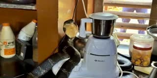King Cobra found in kitchen of Ganesh Bhat House at Karwara