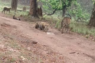 NEELAM TIGRESS ENJOYING RAIN