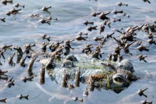 CHAMBAL RIVER CROCODILE SANCTUARY AGRA