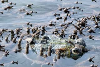 chambal river crocodile sanctuary agra voice of 900 little guests echoed viral photos video