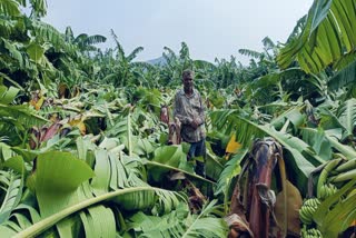 CROP DAMAGE BY STORM IN MP