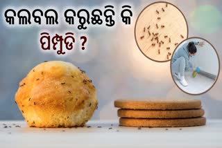 ଆପଣଙ୍କ ଘରେ ପିମ୍ପୁଡି ନେଇ ଚିନ୍ତିତ କି? ମୁକ୍ତି ପାଇବା ପାଇଁ ଆପଣାନ୍ତୁ ଏହି ଟିପ୍ସ