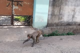 MONKEY ATTACKED IN BANKURA