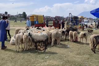 کشمیر میں قربانی کے جانوروں کی منڈیاں تو سجی ہیں لیکن خریدار ندارد