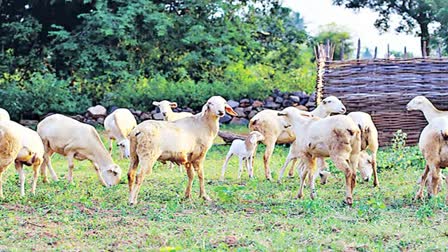 Telangana Sheep Distribution Scam Latest News