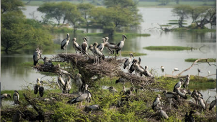 Open billed stork birds arrived