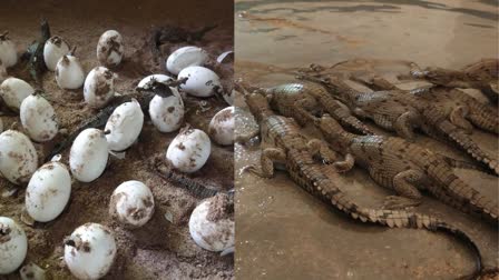 MORENA CROCODILE HATCHING