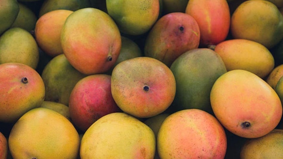 Carbide Cooked Mango In Bihar