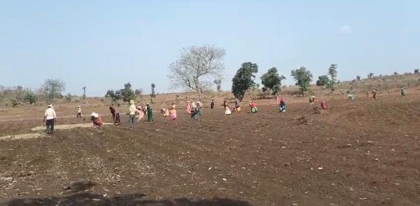 Khandwa forest land encroachment