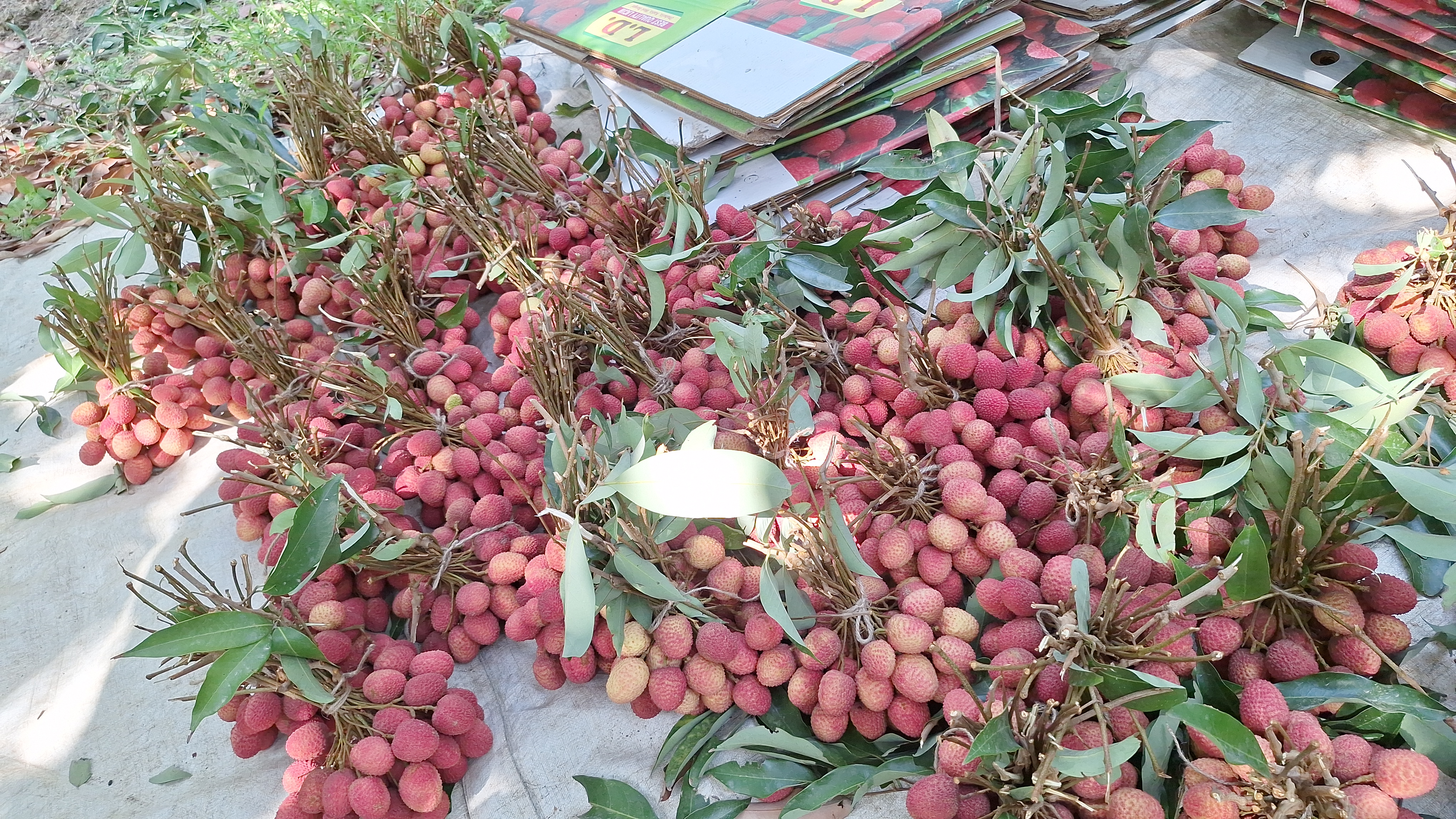 Litchi of Ramnagar