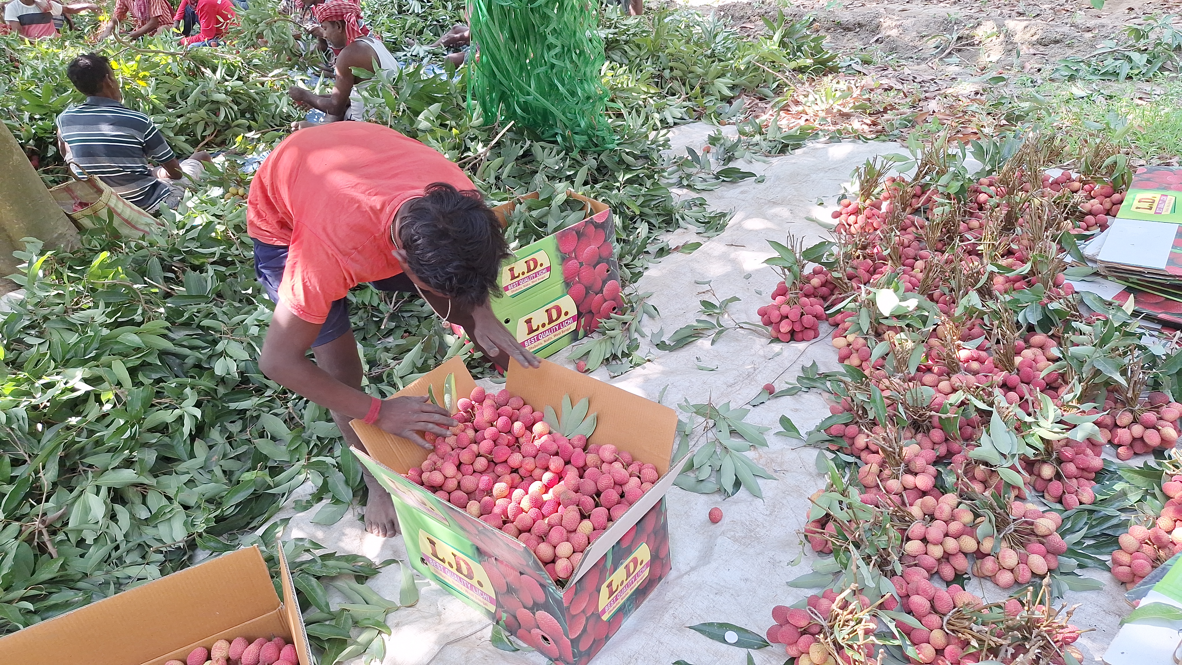 Litchi of Ramnagar