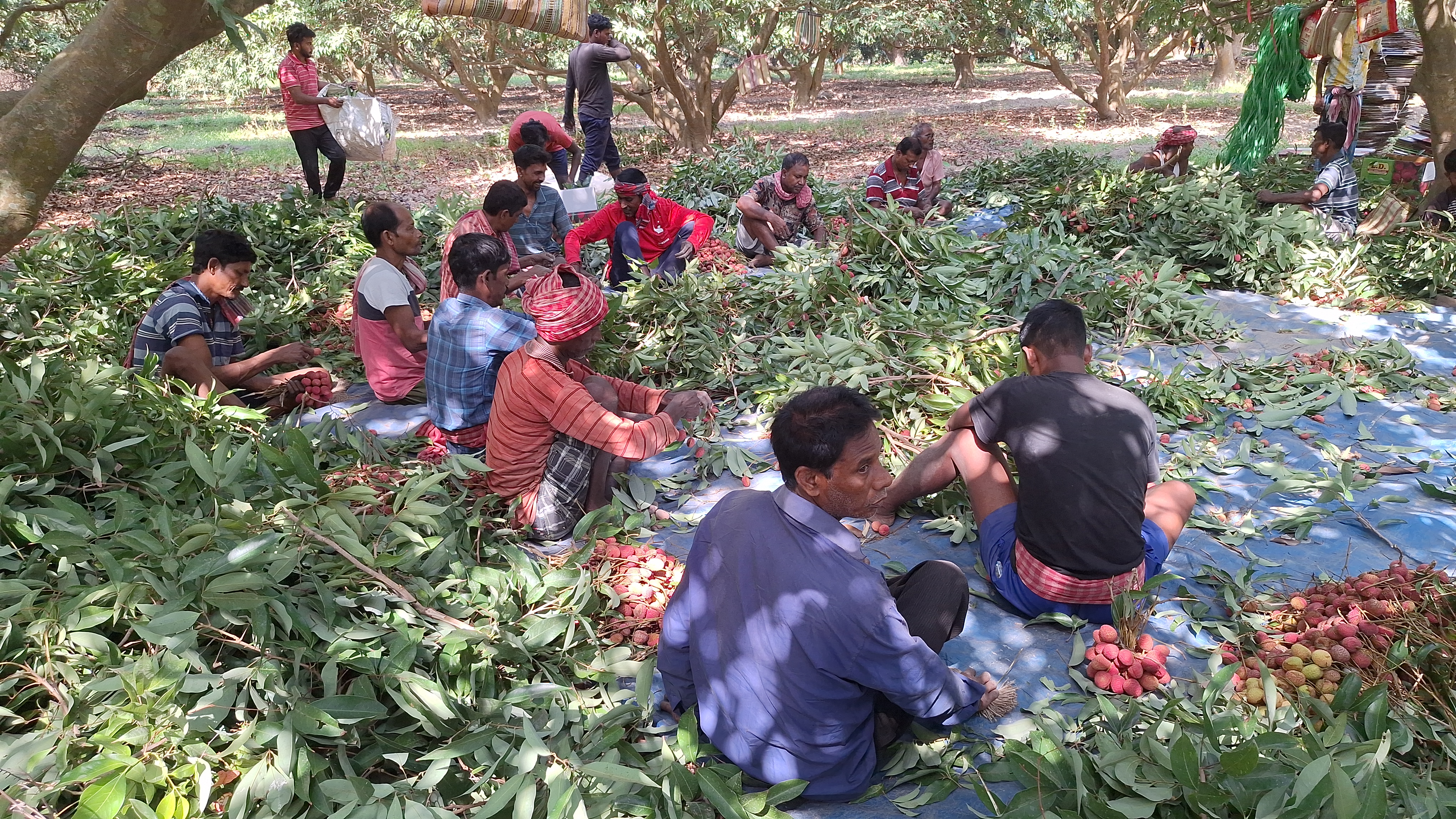 Litchi of Ramnagar