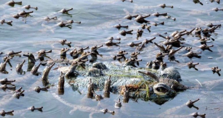 chambal river crocodile sanctuary agra.