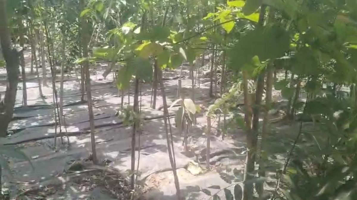 Miyawaki plantation method