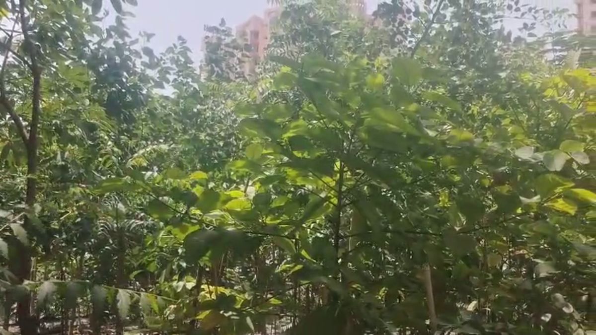 Faridabad Mini Forest