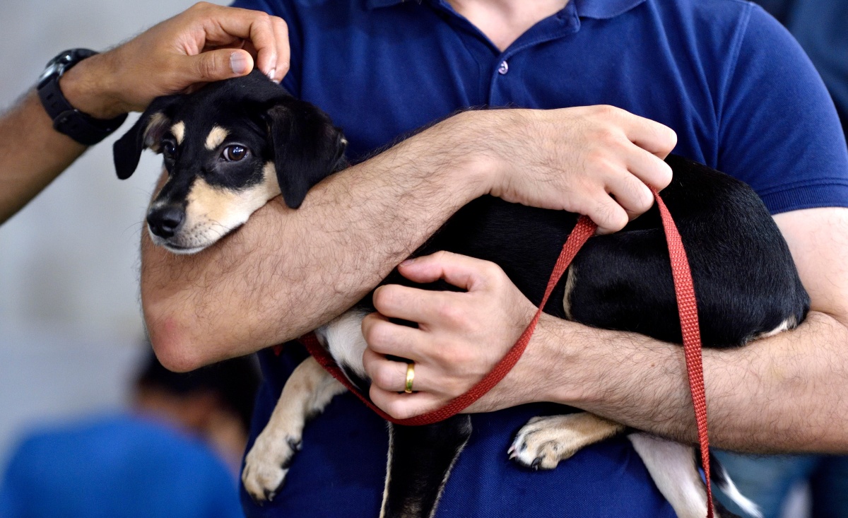 Man taking his puppy dog to the vet