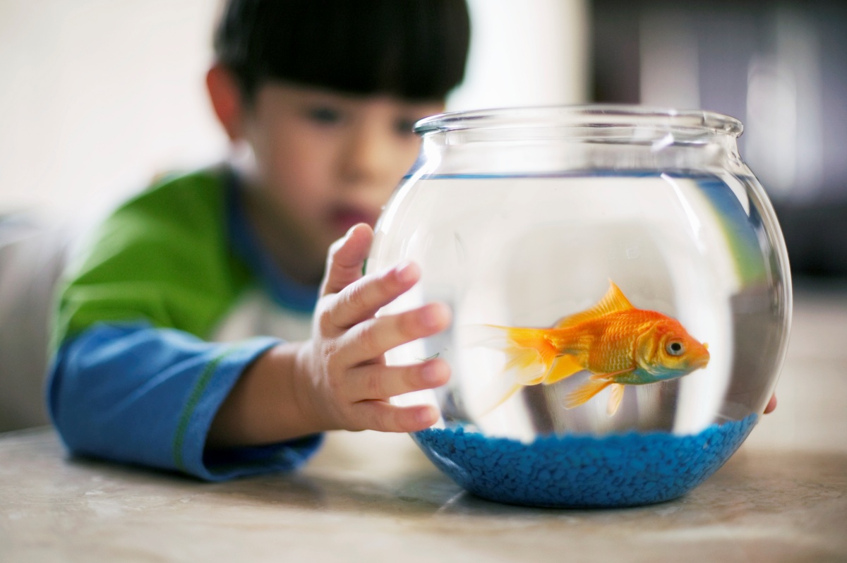 Boy with pet goldfish