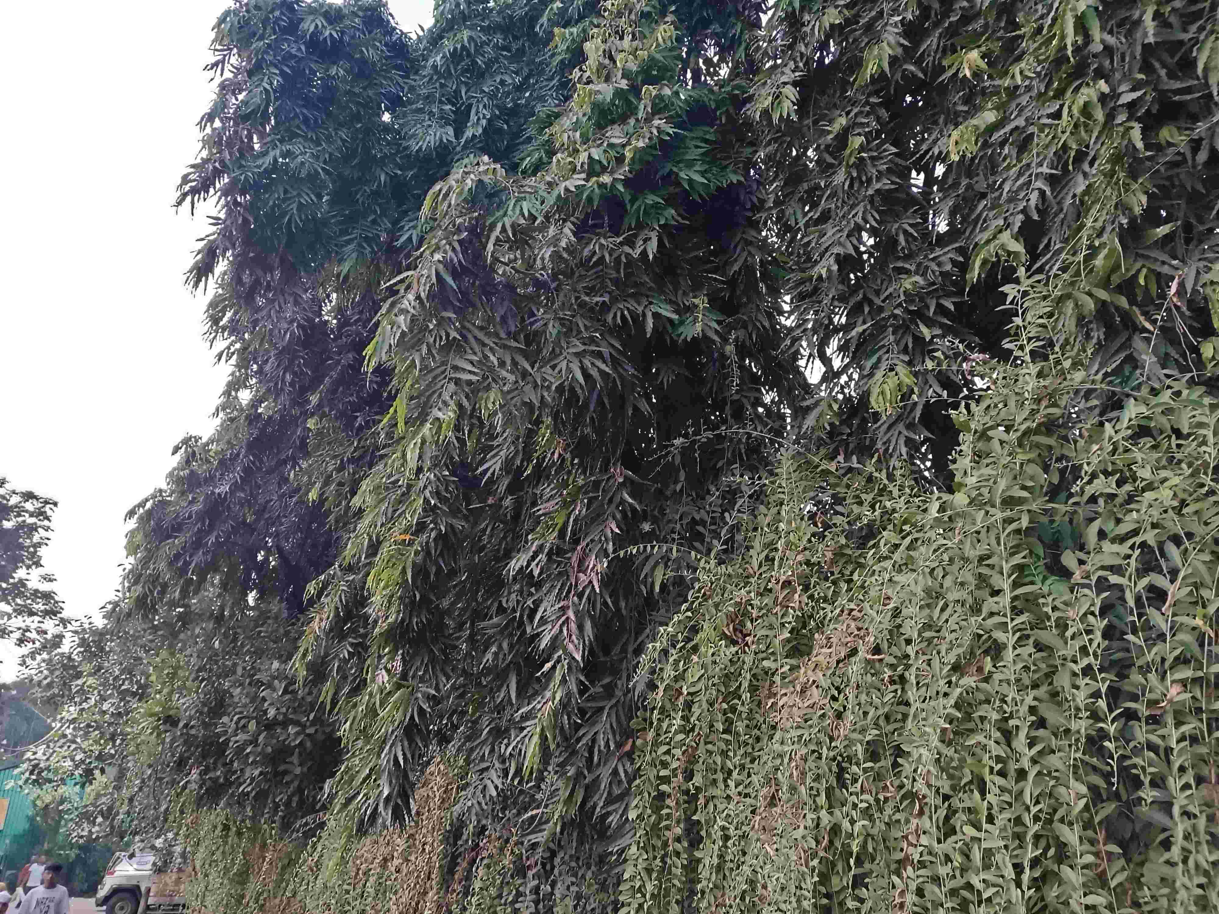 FOREST IN EAST KOLKATA