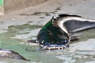 banned Thai Mangur fish