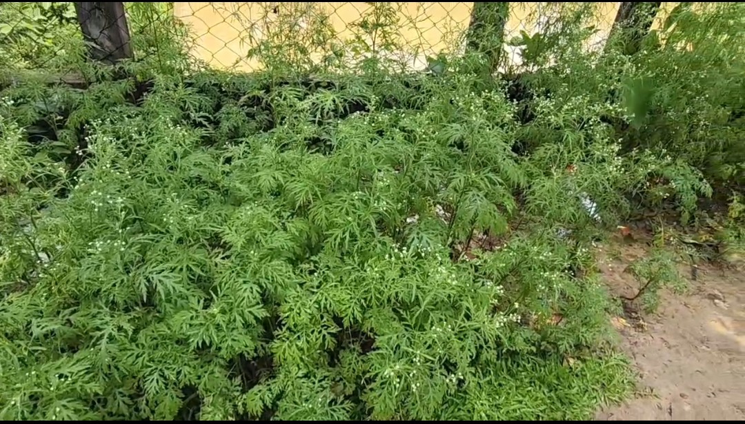 awareness on Parthenium