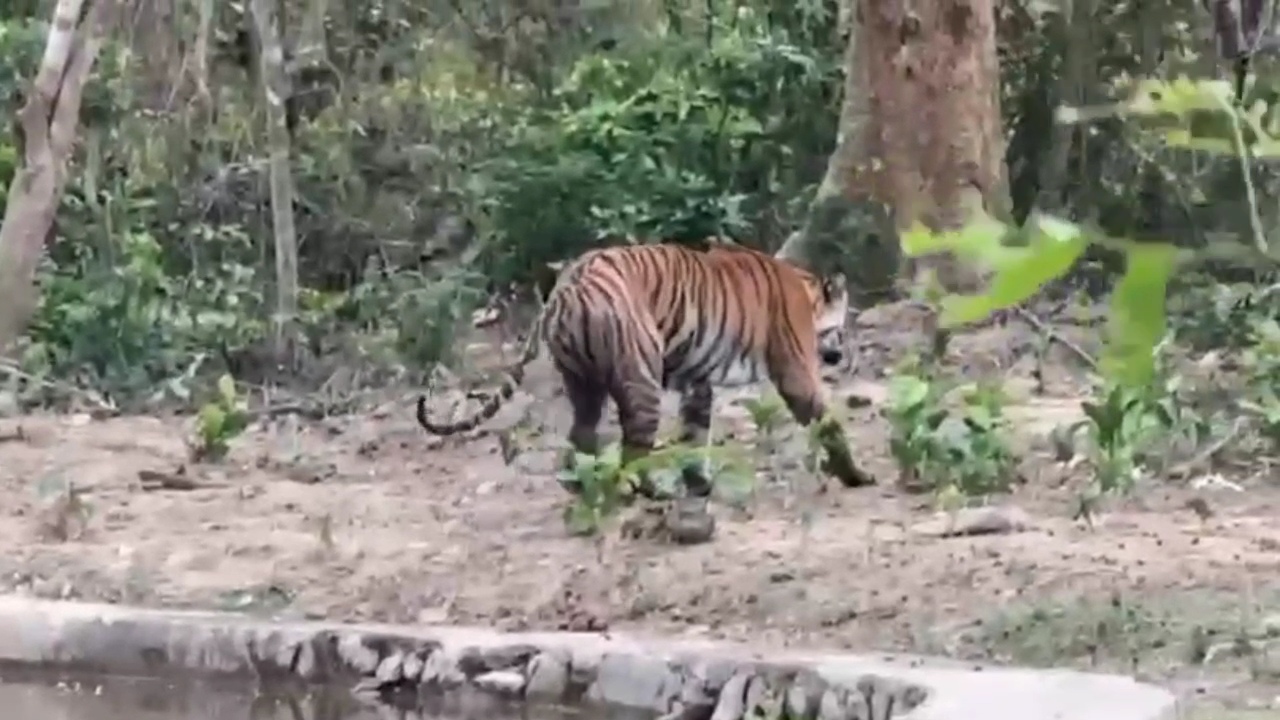 Uttarakhand: Tigress Released Back Into Wild After Treatment