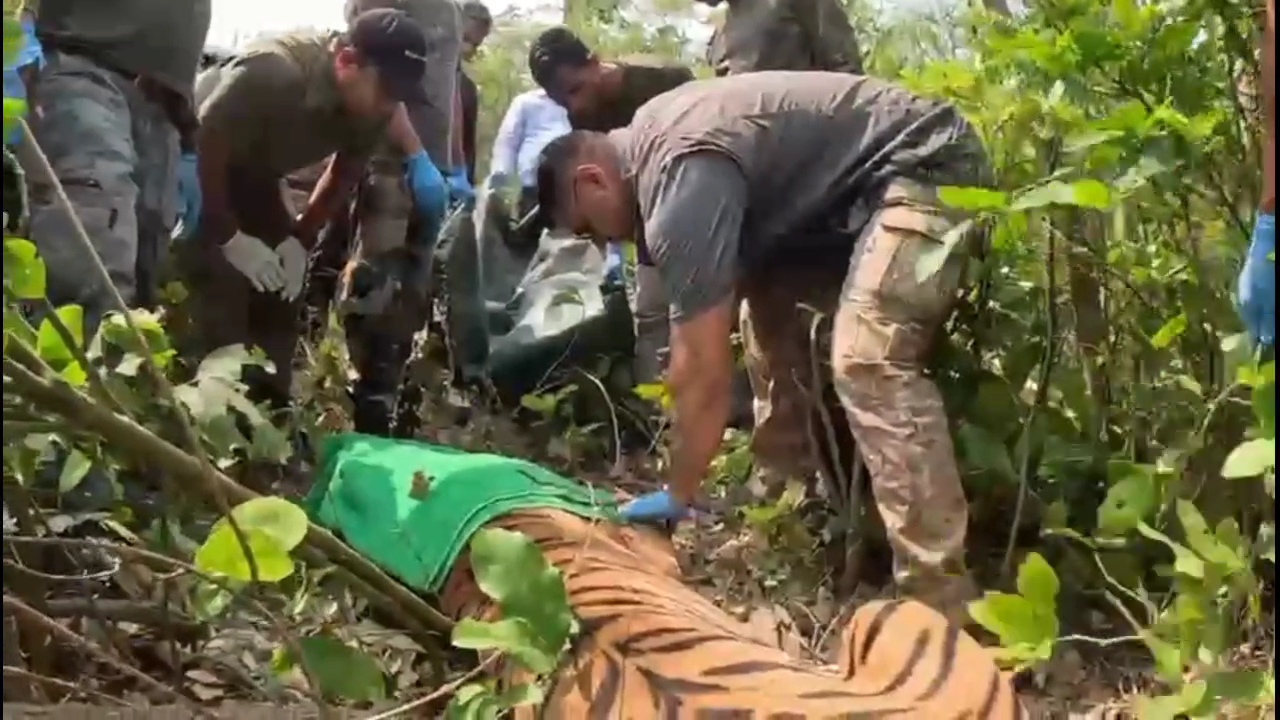 Uttarakhand: Tigress Released Back Into Wild After Treatment
