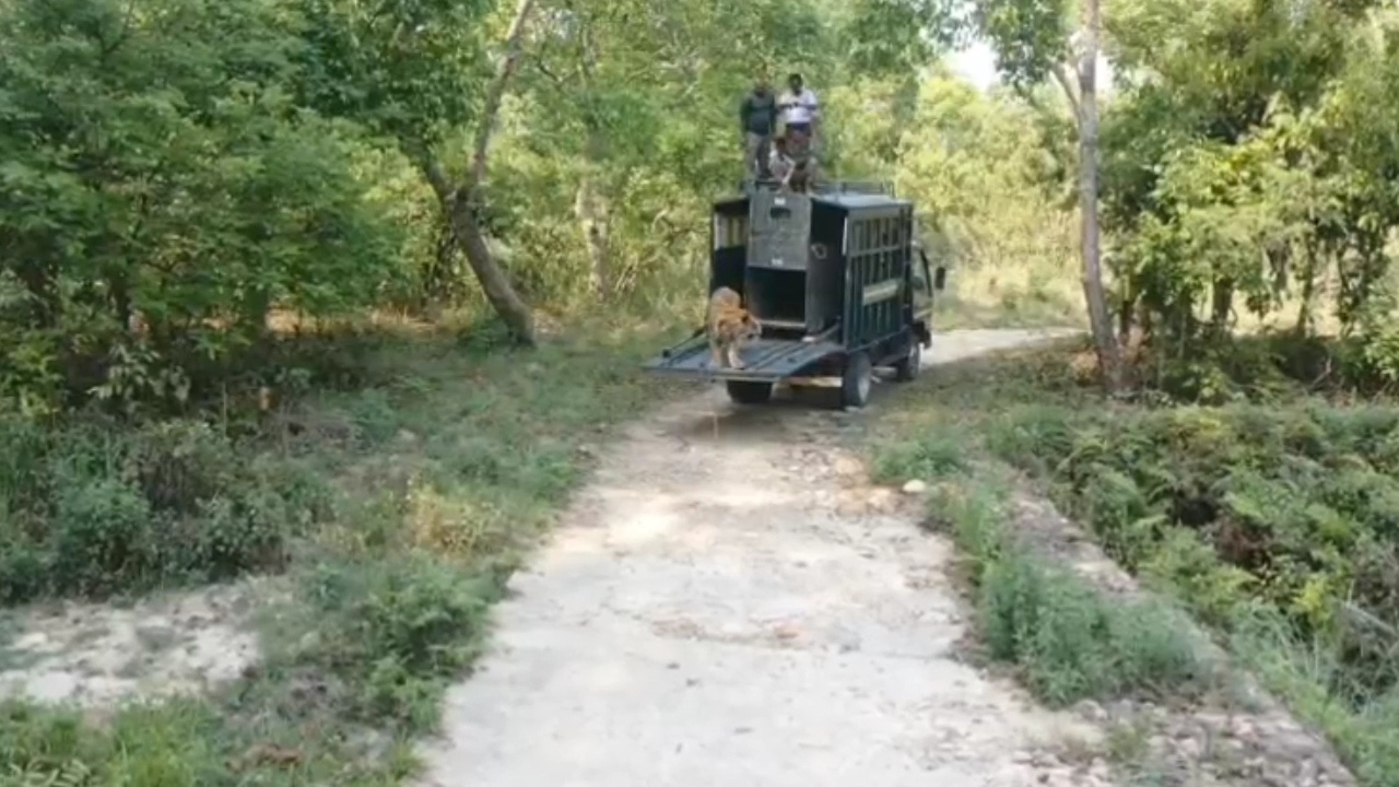 Uttarakhand: Tigress Released Back Into Wild After Treatment