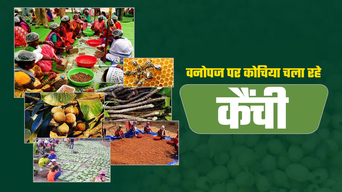 Minor forest produce of Chhattisgarh