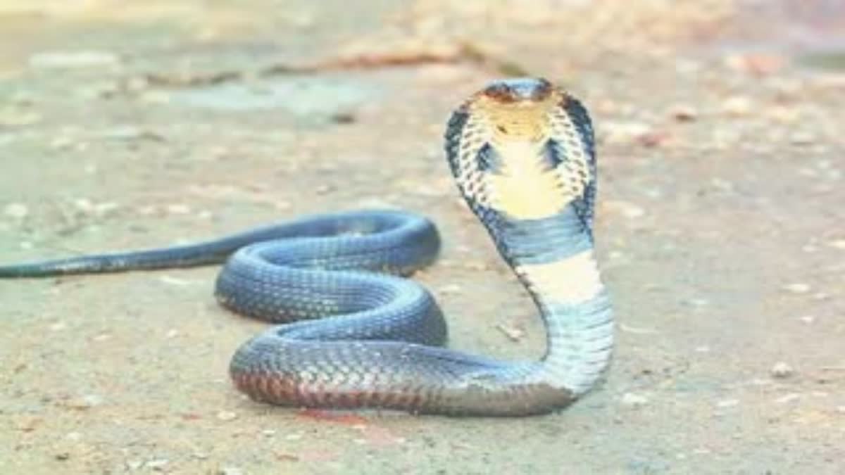 woman dies due to poisonous snake bite
