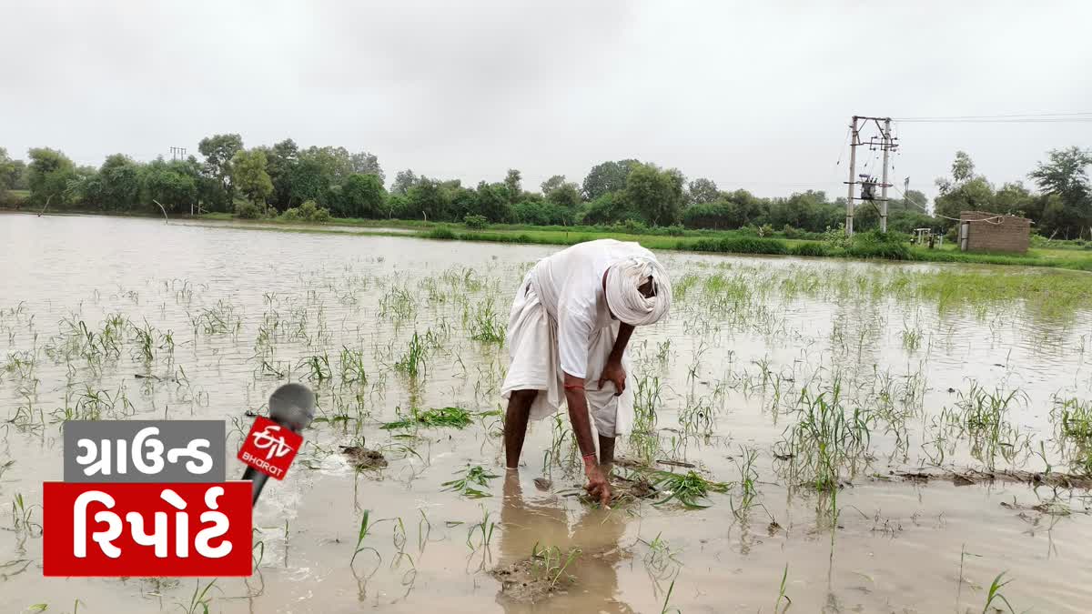 Etv Bharat