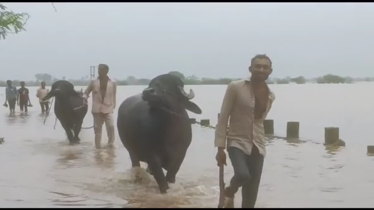 Junagadh Rain : ત્રણ દસકાથી સમસ્યા યથાવત, 15 દિવસમાં બે વાર વગર વરસાદે ડૂબ્યા ઘેડ પંથકના ગામડાઓ