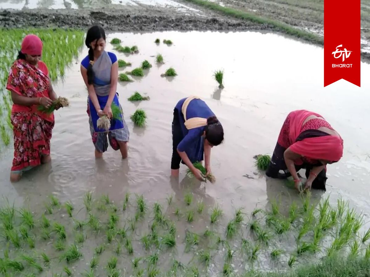 अच्छी मानसूनी बारिश से बेहतर पैदावार की उम्मीद.