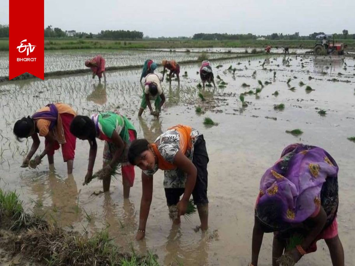 अच्छी मानसूनी बारिश से बेहतर पैदावार की उम्मीद.