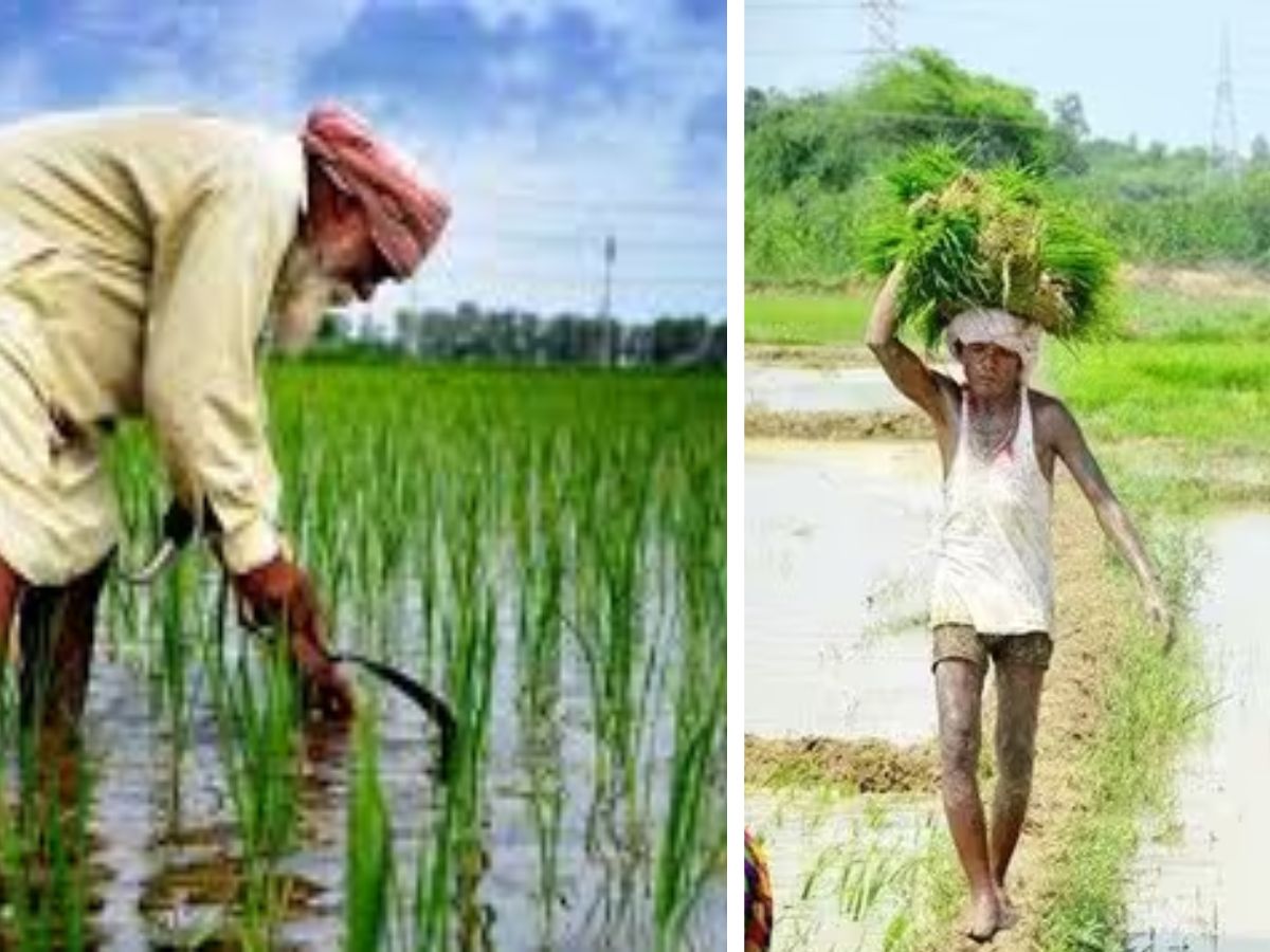 अच्छी मानसूनी बारिश से बेहतर पैदावार की उम्मीद.